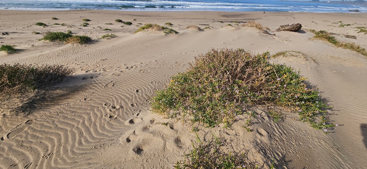Tracking Coastal Creatures at Gazos creek State&nbsp;Beach