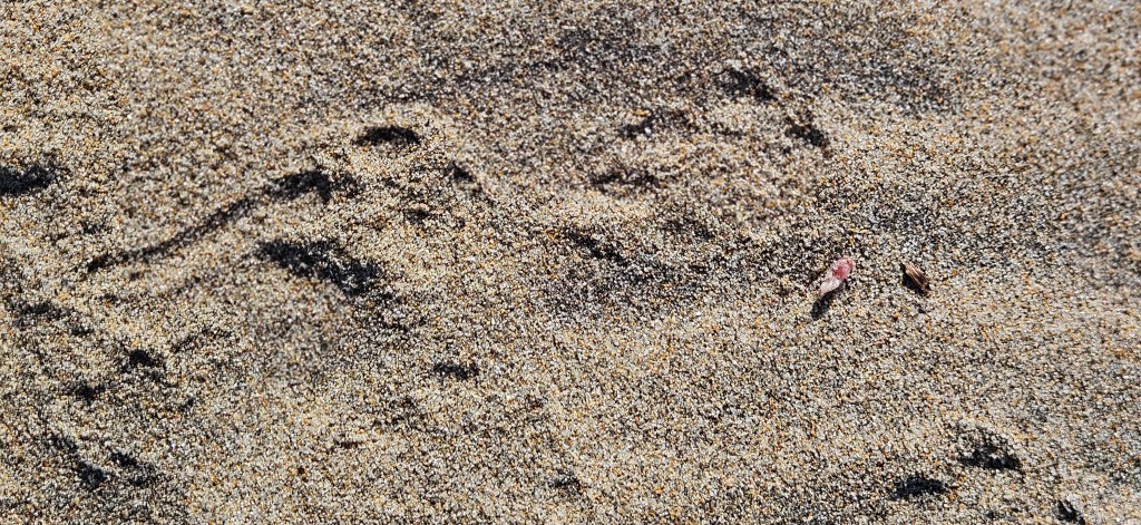 Feline tracks and and a mouse foot